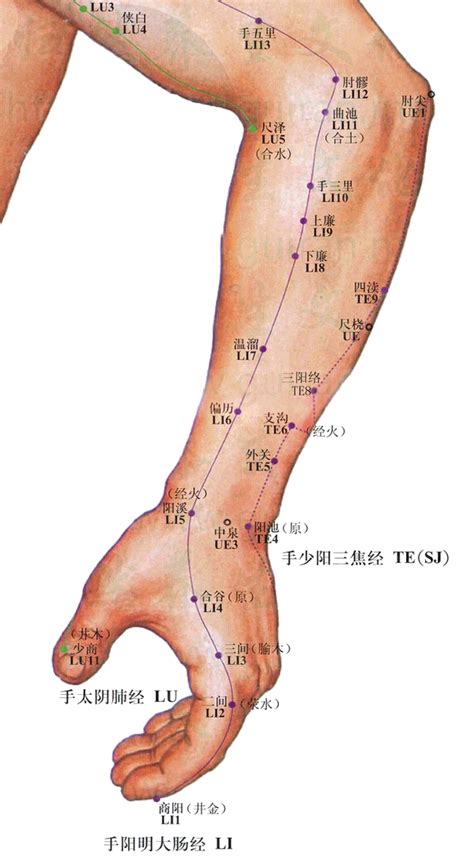 三間穴位置|三間穴在哪裡？按摩三間穴有什麼作用？